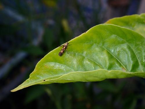 Eretmocera impactella